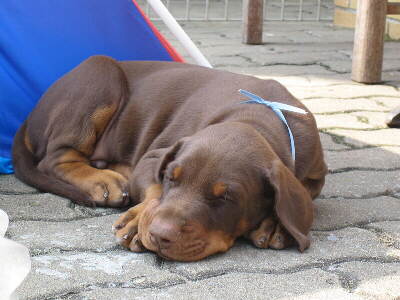 Ein Dobermann Welpe, Foto von W I K I P E D I A