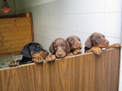 Mehrere Dobermann Welpen, Foto von W I K I P E D I A