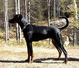 schwarzer Dobermann in Ganzaufnahme, Foto von W I K I P E D I A