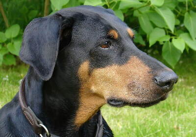 Kopf eines schwarzen Dobermann, Foto von W I K I P E D I A