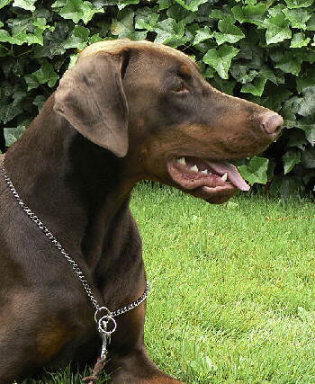 Kopf eines braunen Dobermann, Foto von W I K I P E D I A
