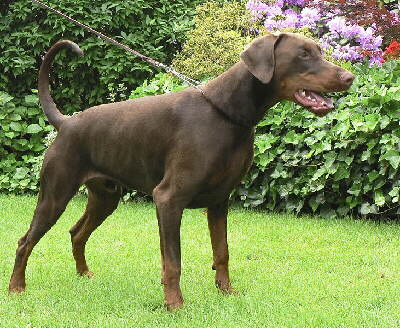 Dobermann